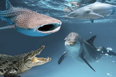 Encuentros Cercanos con Animales