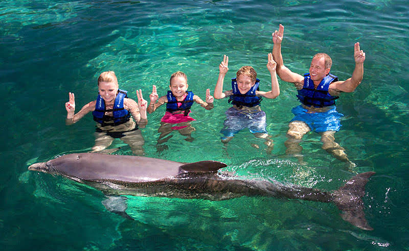 Swim with dolphins