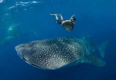 Tiburón Ballena: al encuentro del gran pez
