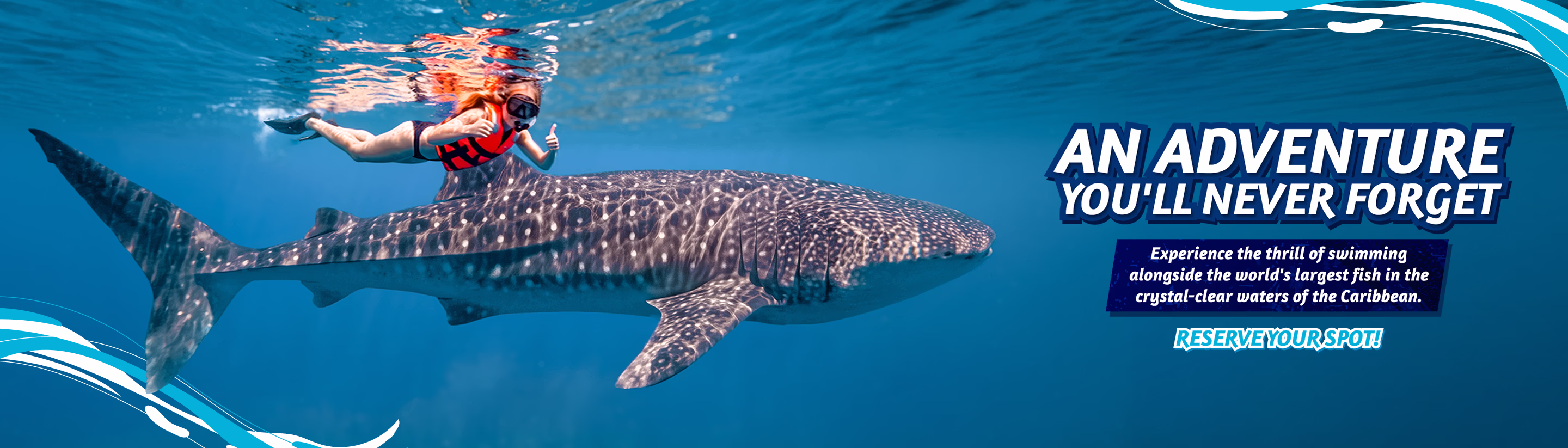 Whale Shark Adventure