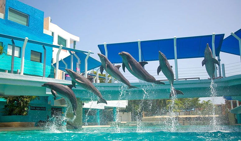Dolphin jumping