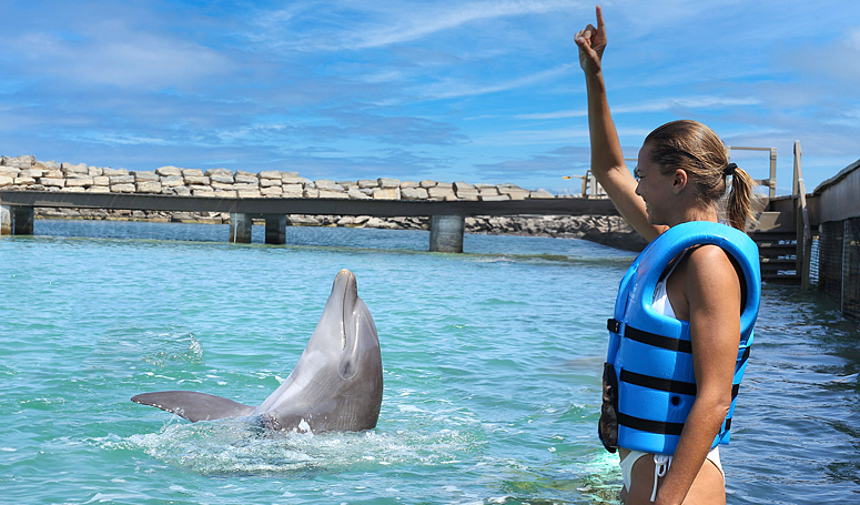 One person and one dolphin program