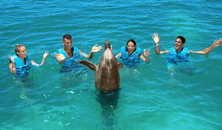 Dolphin playing with participants