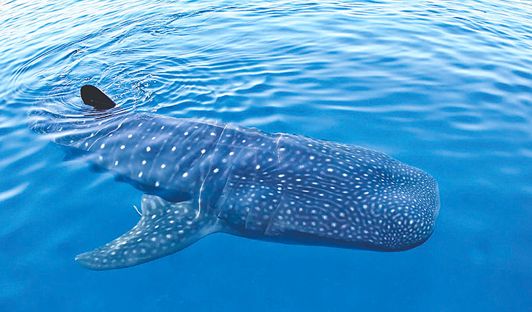 Swim beside the Whale Sharks