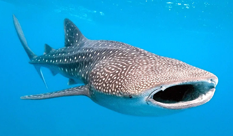 Whale Sharks Adventure