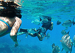 Reef snorkeling in the Caribbean