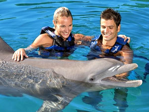 Dolphin Harmony Tour