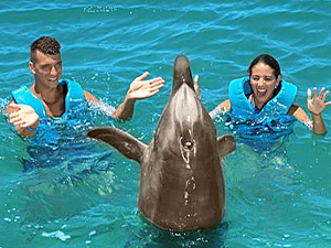 Dolphin Interax Tour