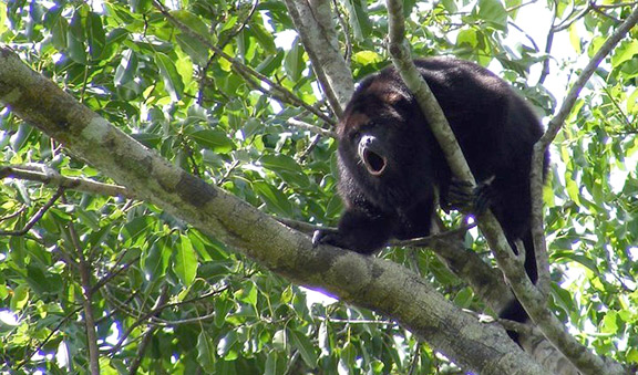 Howler Monkeys habitat