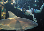 conociendo a los tiburones