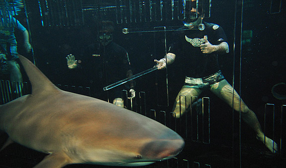 Acrylic protection for sharks