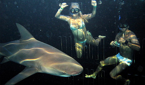 Close encounte with sharks