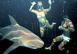 Encuentro cercano con tiburones