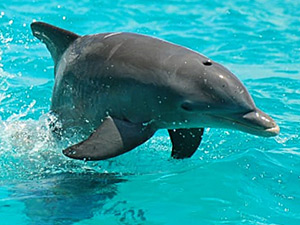 Wild Dolphin Tour en Sian Kaan